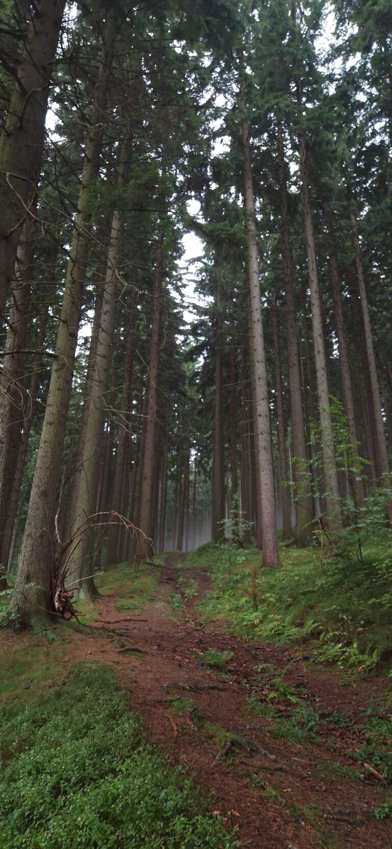 A 10-Minute Nature Grounding Exercise You Can Do Anywhere