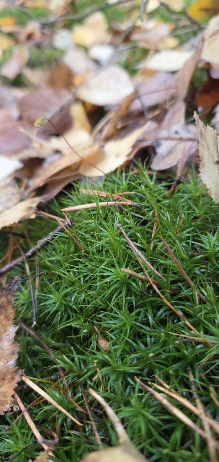 What Is Forest Bathing (Shinrin-Yoku)? A Beginner’s Guide