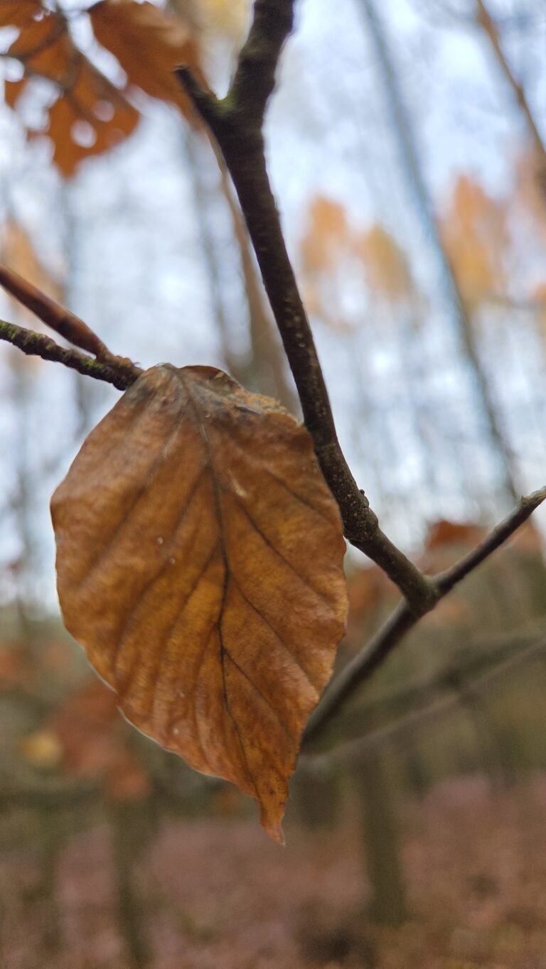 How to Practice Forest Bathing: A Simple Step-by-Step Ritual