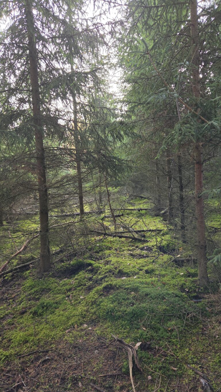 Forest Bathing vs Mindfulness: What’s the Difference?